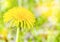 Beautiful floral spring background with a blooming dandelion. Dandelion flower close-up on a background of green juicy grass. Dand