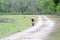 Beautiful Florida Cracker Cattle roaming the fields of Florida