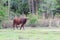 Beautiful Florida Cracker Cattle roaming the fields of Florida