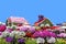 Beautiful Flourish Landscape of Miracle Garden with over 45 million flowers on a sunny day, Flower Garden in Dubai, UAE