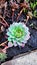 this beautiful flower is actually a succulent that stays green even in winter