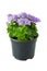 Beautiful flower Ageratum in pot, isolated on white.