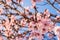 Beautiful flower almond at springtime. Almond tree in full bloom against blue sky in the spring. Beautiful and natural flower