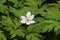 Beautiful flower Anemone sylvestris (Snowdrop)