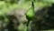 Beautiful flower background. Amazing view of flower budding in soft focus on green background outdoor close-up macro. Spring templ