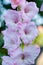 Beautiful Flower background, Gladiolus white and pink flower macro shot