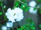 The beautiful flower background of the white azalea in full bloom, blur focus.