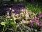 Beautiful flower bed with petunias in the Park illuminated by sunlight