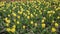 Beautiful flower bed with yellow tulips.