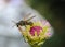 Beautiful flower with bee in the summer garden