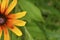 Beautiful flower Blackeyed Susan close up background