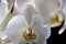 Beautiful flower blossom growing orchid closeup