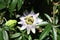 Beautiful flower of Bluecrown Passionflower (Passiflora caerulea)