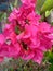 Beautiful flower bougainvillea fanta splashed by rain