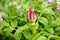 Beautiful flower bud of rose hips. Background for a postcard on Valentine`s Day. The concept of born love