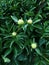 Beautiful flower Bush peonies in the Park