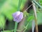 Beautiful flower Butterfly Pea or Centrosema pubescens Benth blooming in the garden