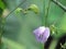 Beautiful flower Butterfly Pea or Centrosema pubescens Benth blooming in the garden