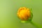 Beautiful flower, Calendula, yellow petals, daisy plant on green background