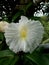 Beautiful of a flower cheilocostus speciosus blossom with white and yellow color in the garden with natural Background