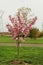 Beautiful flower cherry Blossom or sakura, Sakura Flower or Cherry Blossom With Beautiful Nature Background, cherry blossom