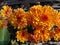 Beautiful flower Chrysanthemum orange colour