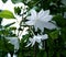 beautiful flower climbing Jasmin white delicates flower