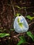 Beautiful Flower Of clitoria ternatea & x28;Asian pigeonwings& x29;