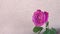 Beautiful flower. Close-up of a pink rose on white background. Space for text. Negative space.
