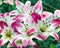 Beautiful flower colorful pink lilies