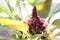 Beautiful flower comb or Celosia cristata with green leaves blooming in garden closeup
