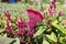 Beautiful flower comb or Celosia cristata with green leaves closeup