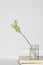 Beautiful flower concept, White pathumma or siam tulip in vase on the books on grey background