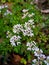 Beautiful flower of Coriander Plant