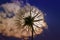 Beautiful flower dandelion fluffy seeds against a blue sky in th