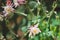 Beautiful flower epiphyllum pumilum, close-up. Natural summer background