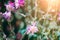 Beautiful flower epiphyllum pumilum, close-up. Toning, sunlight