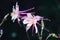 Beautiful flower epiphyllum pumilum. Columbine Aquilegia close-up