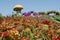 Beautiful flower field with giant mushroom