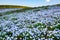 Beautiful flower field of nemophila, also called baby blue eyes, at Hitachi Seaside Park in Japan