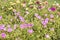 Beautiful flower field, sweet flower color, beautiful background in sunny days. Common Purslane, Verdolaga, Pigweed, Little