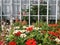 Beautiful flower garden with white wall background. Pink roses, red and white dahlia. Colorful flower bed in bloom.