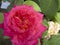 Beautiful flower gentle rose, opened in the garden.