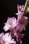 Beautiful flower Gladiolus on black background