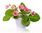 Beautiful flower gloxinia in pot isolated
