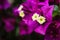 The beautiful flower of Great bougainvillea, Bougainvillea spectabilis in Portugal