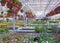 Beautiful flower green house. Florist working in garden center. Greenhouse for growing plant seedlings. Blooming plants in flower