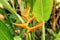 A beautiful flower (Heliconia aurantiaca)