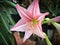 Beautiful flower Hippeastrum spp