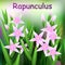 Beautiful Flower, Illustration of Campanula rapunculus